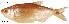  (Brycon sp. nov. Acla - stri-1722)  @14 [ ] Unspecified (default): All Rights Reserved  Unspecified Unspecified