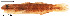  (Sicydium altum - stri-1759)  @14 [ ] Unspecified (default): All Rights Reserved  Unspecified Unspecified
