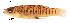  ( - stri-18570)  @13 [ ] Unspecified (default): All Rights Reserved  Unspecified Unspecified