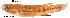  (Rivulus weberi - stri-20189)  @13 [ ] Unspecified (default): All Rights Reserved  Unspecified Unspecified