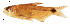  (Odontostilbe dialeptura - stri-3154)  @14 [ ] Unspecified (default): All Rights Reserved  Unspecified Unspecified