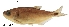  (Brycon argenteus - stri-3896)  @15 [ ] Unspecified (default): All Rights Reserved  Unspecified Unspecified