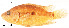  (Parachromis loisellei - stri-6868)  @14 [ ] Unspecified (default): All Rights Reserved  Unspecified Unspecified