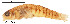  (Neoheterandria tridentiger - stri-7670)  @14 [ ] Unspecified (default): All Rights Reserved  Unspecified Unspecified
