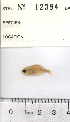  (Hyphessobrycon sp. nov. Bocas - stri-12384)  @13 [ ] Unspecified (default): All Rights Reserved  Unspecified Unspecified