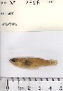  (Gambusia nicaraguensis - stri-2596)  @14 [ ] Unspecified (default): All Rights Reserved  Unspecified Unspecified