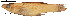  (Poeciliopsis turrubarensis - stri-1179)  @11 [ ] Unspecified (default): All Rights Reserved  Unspecified Unspecified