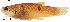  (Poeciliopsis paucimaculata - stri-1198)  @14 [ ] Unspecified (default): All Rights Reserved  Unspecified Unspecified
