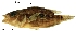  (Parachromis dovii - stri-13340)  @14 [ ] Unspecified (default): All Rights Reserved  Unspecified Unspecified