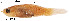  (Phallichthys tico - stri-14507)  @11 [ ] Unspecified (default): All Rights Reserved  Unspecified Unspecified