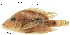  (Thorichthys rostratus - stri-2127)  @14 [ ] Unspecified (default): All Rights Reserved  Unspecified Unspecified