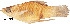  (Phallichthys fairweatheri - stri-7991)  @14 [ ] Unspecified (default): All Rights Reserved  Unspecified Unspecified