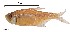  (Hyphessobrycon tortuguerae - WB-1)  @13 [ ] Unspecified (default): All Rights Reserved  Unspecified Unspecified