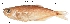  (Brycon oligolepis - stri-126)  @13 [ ] Unspecified (default): All Rights Reserved  Unspecified Unspecified