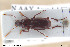  (Platyderus depressus - BGE_00261_C09)  @11 [ ] Creative Commons  Attribution Non-Commercial Share-Alike (2024) NTNU University Museum, Department of Natural History NTNU University Museum, Department of Natural History