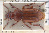  ( - BGE_00261_D08)  @11 [ ] Creative Commons  Attribution Non-Commercial Share-Alike (2024) NTNU University Museum, Department of Natural History NTNU University Museum, Department of Natural History