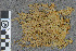  (Sphagnum troendelagicum - BGE_00811_A06)  @11 [ ] Creative Commons  Attribution Non-Commercial Share-Alike (2024) NTNU University Museum, Department of Natural History NTNU University Museum, Department of Natural History