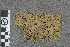  (Sphagnum tundrae - BGE_00811_A07)  @11 [ ] Creative Commons  Attribution Non-Commercial Share-Alike (2024) NTNU University Museum, Department of Natural History NTNU University Museum, Department of Natural History