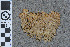  (Sphagnum olafii - BGE_00811_A08)  @11 [ ] Creative Commons  Attribution Non-Commercial Share-Alike (2024) NTNU University Museum, Department of Natural History NTNU University Museum, Department of Natural History