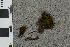  (Schistidium scabripilum - BGE_00811_C07)  @11 [ ] Creative Commons  Attribution Non-Commercial Share-Alike (2024) NTNU University Museum, Department of Natural History NTNU University Museum, Department of Natural History