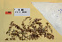  (Sphagnum medium - BGE_00811_C08)  @11 [ ] Creative Commons  Attribution Non-Commercial Share-Alike (2024) NTNU University Museum, Department of Natural History NTNU University Museum, Department of Natural History