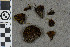  (Schistidium submuticum - BGE_00811_D03)  @11 [ ] Creative Commons  Attribution Non-Commercial Share-Alike (2024) NTNU University Museum, Department of Natural History NTNU University Museum, Department of Natural History