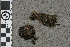  (Schistidium riparium - BGE_00811_F04)  @11 [ ] Creative Commons  Attribution Non-Commercial Share-Alike (2024) NTNU University Museum, Department of Natural History NTNU University Museum, Department of Natural History