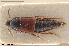  ( - BGE_00261_F03)  @11 [ ] Creative Commons  Attribution Non-Commercial Share-Alike (2024) NTNU University Museum, Department of Natural History NTNU University Museum, Department of Natural History