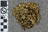  (Sphagnum inexspectatum - BGE_00811_F10)  @11 [ ] Creative Commons  Attribution Non-Commercial Share-Alike (2024) NTNU University Museum, Department of Natural History NTNU University Museum, Department of Natural History