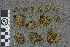  (Sphagnum ripense - BGE_00811_G05)  @11 [ ] Creative Commons  Attribution Non-Commercial Share-Alike (2024) NTNU University Museum, Department of Natural History NTNU University Museum, Department of Natural History