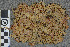  (Sphagnum skyense - BGE_00811_G06)  @11 [ ] Creative Commons  Attribution Non-Commercial Share-Alike (2024) NTNU University Museum, Department of Natural History NTNU University Museum, Department of Natural History