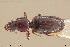  ( - BGE_00261_A02)  @11 [ ] Creative Commons  Attribution Non-Commercial Share-Alike (2024) NTNU University Museum, Department of Natural History NTNU University Museum, Department of Natural History