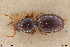  (Dyschirius alpicola - BGE_00261_A05)  @11 [ ] Creative Commons  Attribution Non-Commercial Share-Alike (2024) NTNU University Museum, Department of Natural History NTNU University Museum, Department of Natural History