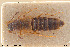  ( - BGE_00261_F05)  @11 [ ] Creative Commons  Attribution Non-Commercial Share-Alike (2024) NTNU University Museum, Department of Natural History NTNU University Museum, Department of Natural History