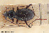  ( - BGE_00261_B12)  @11 [ ] Creative Commons  Attribution Non-Commercial Share-Alike (2024) NTNU University Museum, Department of Natural History NTNU University Museum, Department of Natural History