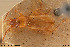  (Trechus micros - BGE_00258_B11)  @11 [ ] Creative Commons  Attribution Non-Commercial Share-Alike (2024) NTNU University Museum, Department of Natural History NTNU University Museum, Department of Natural History