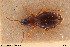  (Trechus striatulus - BGE_00258_B01)  @11 [ ] Creative Commons  Attribution Non-Commercial Share-Alike (2024) NTNU University Museum, Department of Natural History NTNU University Museum, Department of Natural History