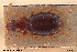  (Trechus sinuatus - BGE_00258_A11)  @11 [ ] Creative Commons  Attribution Non-Commercial Share-Alike (2024) NTNU University Museum, Department of Natural History NTNU University Museum, Department of Natural History