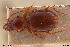  ( - BGE_00258_C01)  @11 [ ] Creative Commons  Attribution Non-Commercial Share-Alike (2024) NTNU University Museum, Department of Natural History NTNU University Museum, Department of Natural History