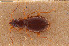  (Trechus pallidulus - BGE_00258_A01)  @11 [ ] Creative Commons  Attribution Non-Commercial Share-Alike (2024) NTNU University Museum, Department of Natural History NTNU University Museum, Department of Natural History