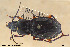 ( - BGE_00258_G02)  @11 [ ] Creative Commons  Attribution Non-Commercial Share-Alike (2024) NTNU University Museum, Department of Natural History NTNU University Museum, Department of Natural History