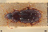  ( - BGE_00258_G06)  @11 [ ] Creative Commons  Attribution Non-Commercial Share-Alike (2024) NTNU University Museum, Department of Natural History NTNU University Museum, Department of Natural History