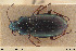 ( - BGE_00258_G08)  @11 [ ] Creative Commons  Attribution Non-Commercial Share-Alike (2024) NTNU University Museum, Department of Natural History NTNU University Museum, Department of Natural History