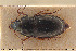  ( - BGE_00258_F11)  @11 [ ] Creative Commons  Attribution Non-Commercial Share-Alike (2024) NTNU University Museum, Department of Natural History NTNU University Museum, Department of Natural History