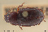  ( - BGE_00258_F07)  @11 [ ] Creative Commons  Attribution Non-Commercial Share-Alike (2024) NTNU University Museum, Department of Natural History NTNU University Museum, Department of Natural History