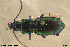  ( - BGE_00258_E08)  @11 [ ] Creative Commons  Attribution Non-Commercial Share-Alike (2024) NTNU University Museum, Department of Natural History NTNU University Museum, Department of Natural History