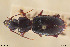  ( - BGE_00258_E09)  @11 [ ] Creative Commons  Attribution Non-Commercial Share-Alike (2024) NTNU University Museum, Department of Natural History NTNU University Museum, Department of Natural History