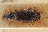  ( - BGE_00258_H09)  @11 [ ] Creative Commons  Attribution Non-Commercial Share-Alike (2024) NTNU University Museum, Department of Natural History NTNU University Museum, Department of Natural History