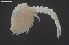  ( - BGE_00231_E12)  @11 [ ] Creative Commons  Attribution Non-Commercial Share-Alike (2024) NTNU University Museum, Department of Natural History NTNU University Museum, Department of Natural History