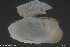  (Solecurtidae - BGE_00231_F09)  @11 [ ] Creative Commons  Attribution Non-Commercial Share-Alike (2024) NTNU University Museum, Department of Natural History NTNU University Museum, Department of Natural History